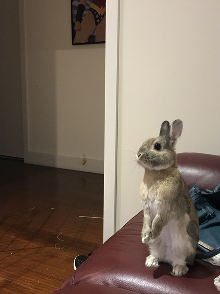 Entry image for Milo . Clicking this image will show a larger photo