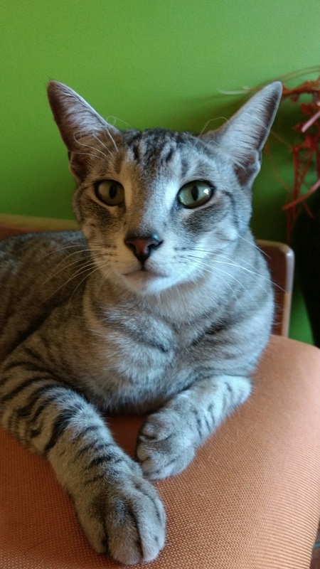 Entry image for Ra. Clicking this image will show a larger photo