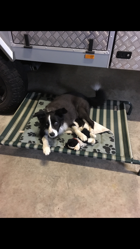 Entry image for Charlie . Clicking this image will show a larger photo