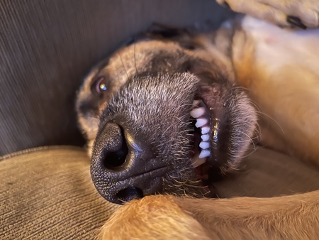 Entry image for Riley. Clicking this image will show a larger photo