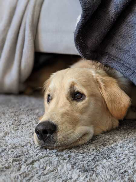 Entry image for Rufus. Clicking this image will show a larger photo