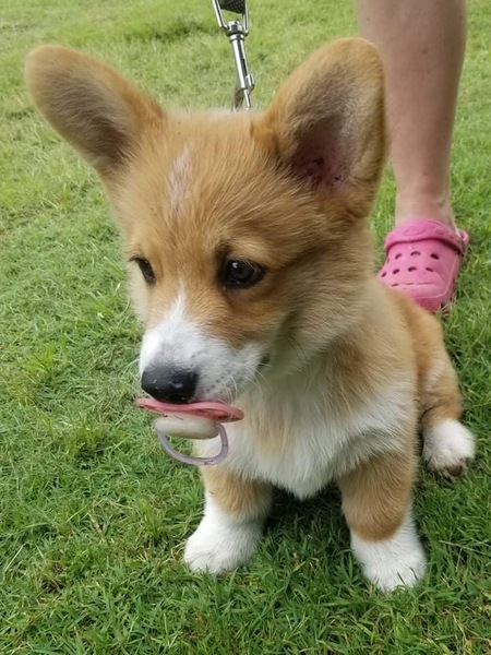 Entry image for Atari. Clicking this image will show a larger photo