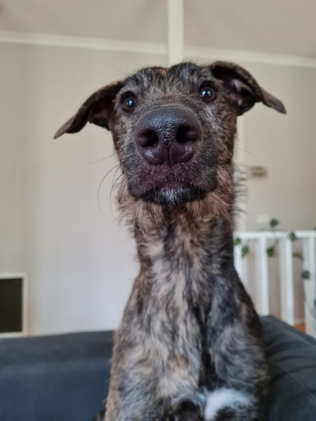 Entry image for Ollie. Clicking this image will show a larger photo