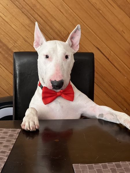 Entry image for Kevin . Clicking this image will show a larger photo