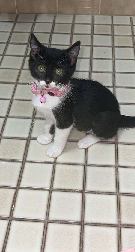 Entry image for Daisy. Clicking this image will show a larger photo