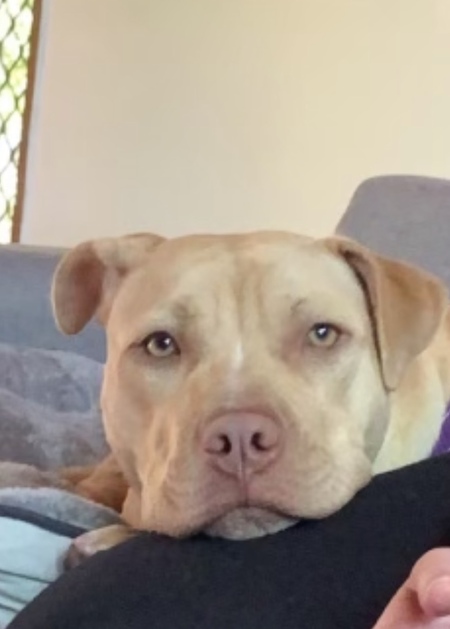 Entry image for Olive. Clicking this image will show a larger photo