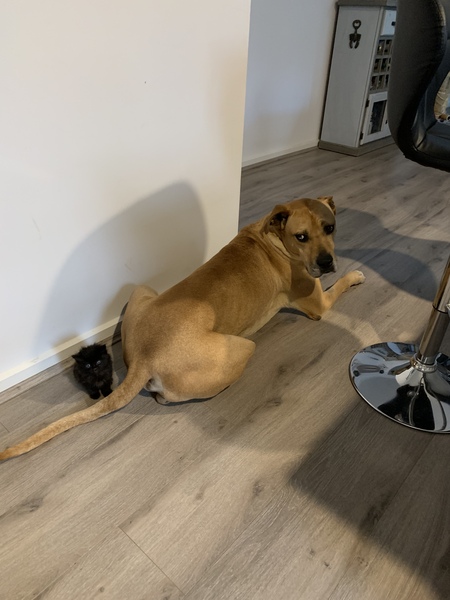 Entry image for Goofy . Clicking this image will show a larger photo