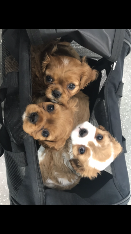 Entry image for Malibu and Miko . Clicking this image will show a larger photo