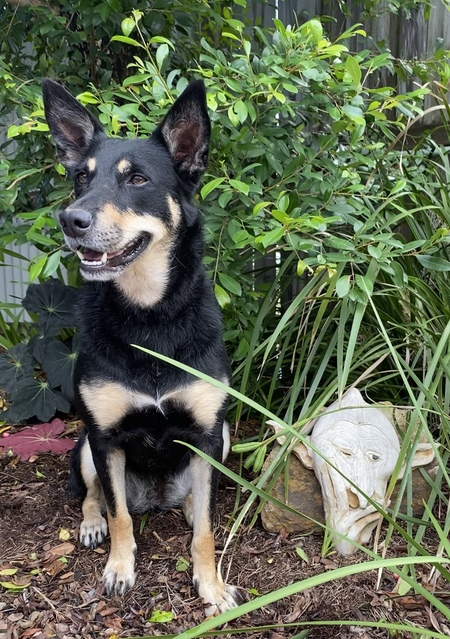 Entry image for Ivy. Clicking this image will show a larger photo