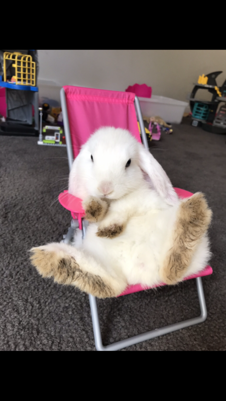 Entry image for Snowball . Clicking this image will show a larger photo