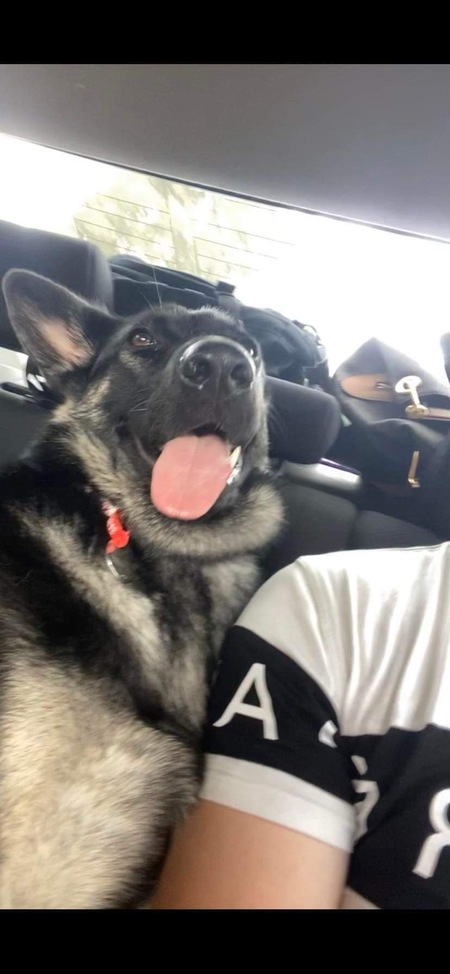 Entry image for Rosie. Clicking this image will show a larger photo