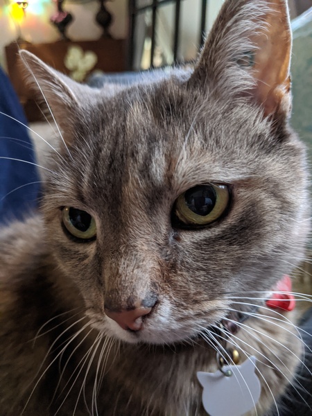 Entry image for Snuggles. Clicking this image will show a larger photo