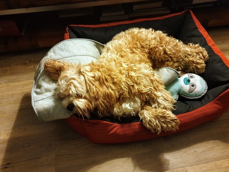 Entry image for Jasper . Clicking this image will show a larger photo