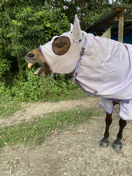 Entry image for Prince. Clicking this image will show a larger photo