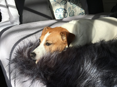 Entry image for Jessie. Clicking this image will show a larger photo