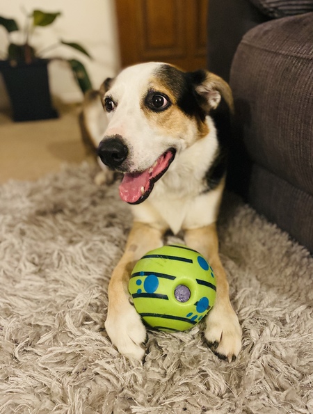 Entry image for Buddy. Clicking this image will show a larger photo