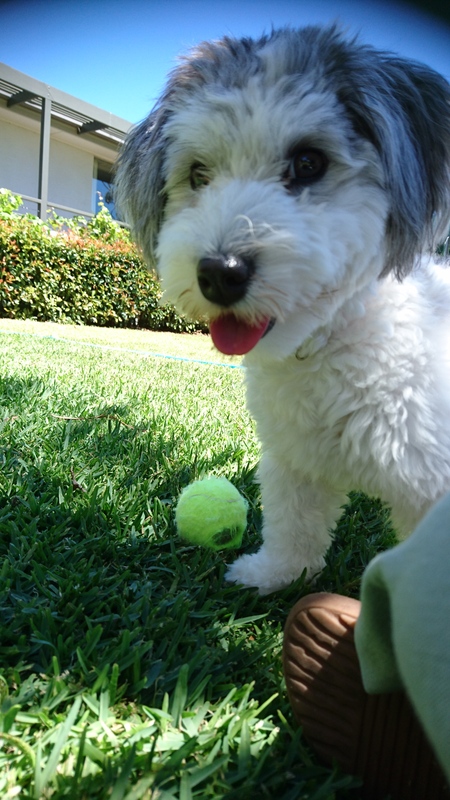 Entry image for Chika. Clicking this image will show a larger photo