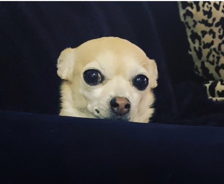 Entry image for Baby Pea. Clicking this image will show a larger photo