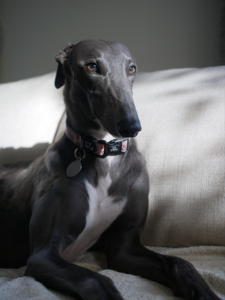 Entry image for Sooty. Clicking this image will show a larger photo