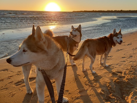 Entry image for Cruz Shadow and Bella. Clicking this image will show a larger photo