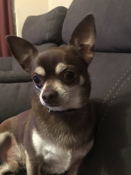 Entry image for Oscar . Clicking this image will show a larger photo