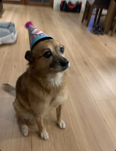 Entry image for Daisy. Clicking this image will show a larger photo