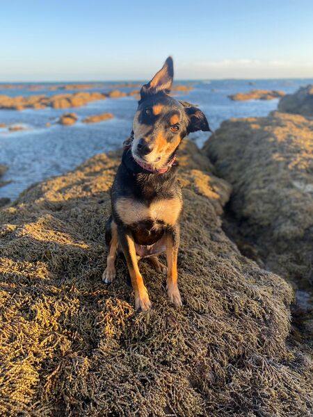 Entry image for Lexi. Clicking this image will show a larger photo