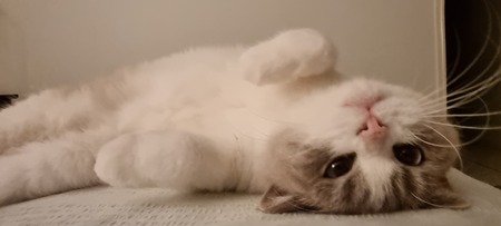 Entry image for Red . Clicking this image will show a larger photo