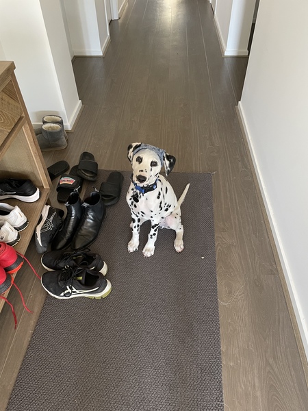 Entry image for Spotley. Clicking this image will show a larger photo