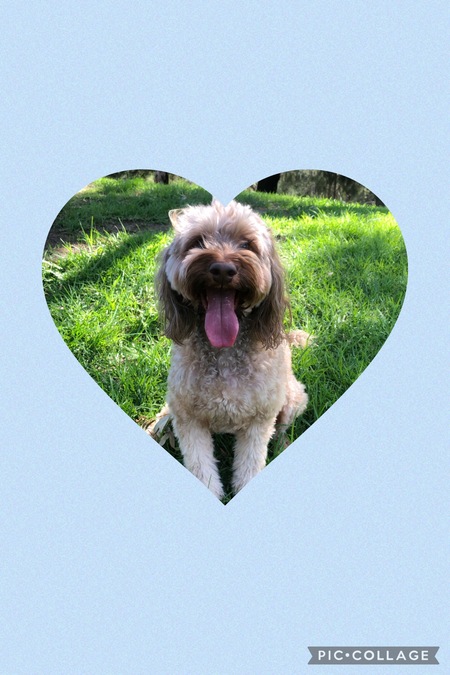 Entry image for Milo. Clicking this image will show a larger photo