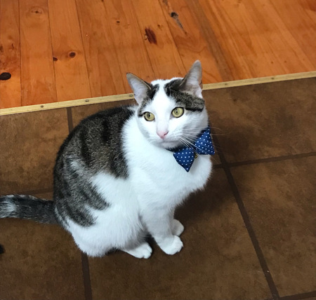 Entry image for Mowgli. Clicking this image will show a larger photo