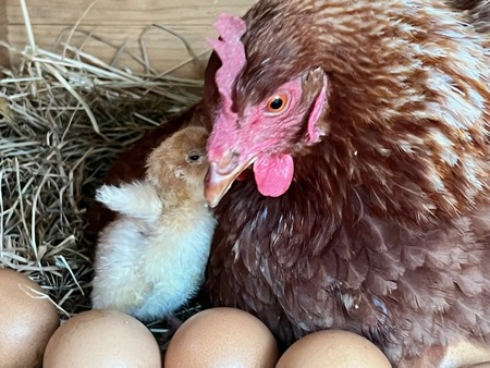 Dusty and her chick