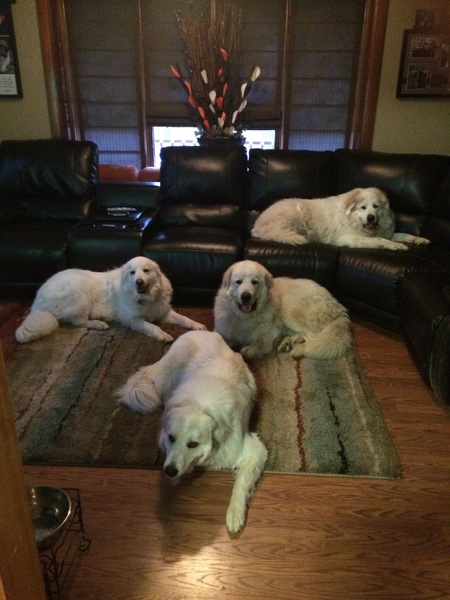 Our Pyr 4 Pack 