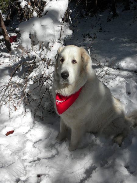 Flocki the Great (Pyrenees)