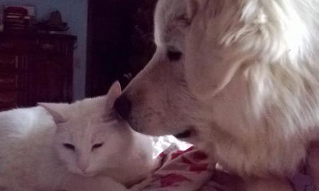 Yogi telling a secret to Petunia