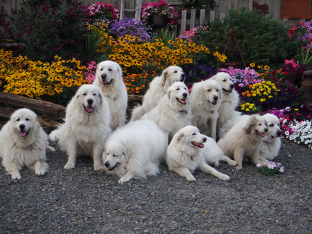 Pyr Bliss Farm