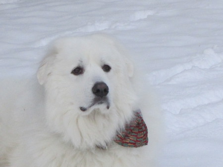 Sampson