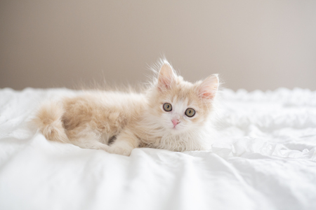 Mewbert