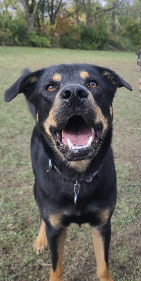 Toby