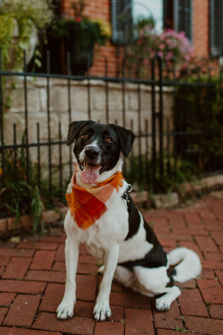 Nova 