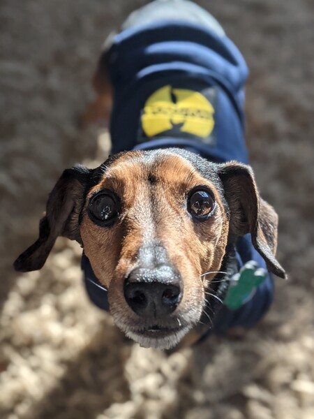 Beanie weenie