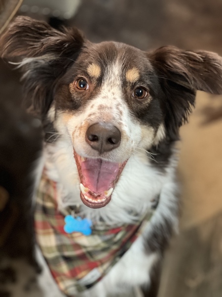 Koda