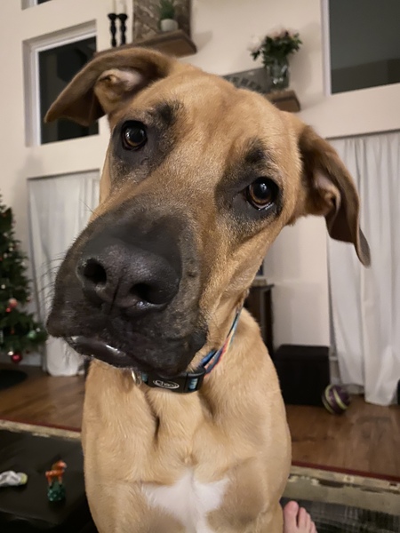 Bruno 