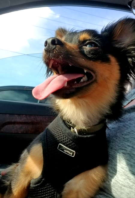 Morty