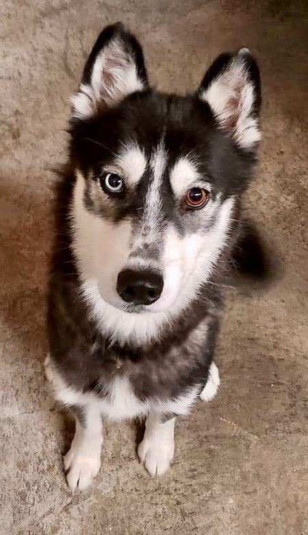 Bella