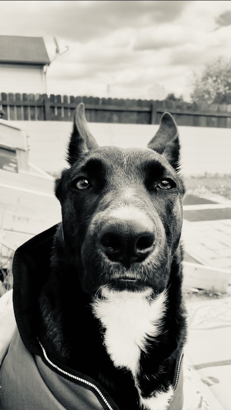 Mollie Ann Wolf