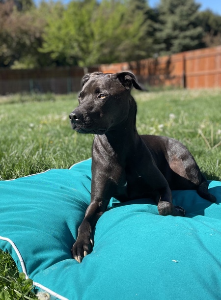 Walter Buddy Buddy Wolf