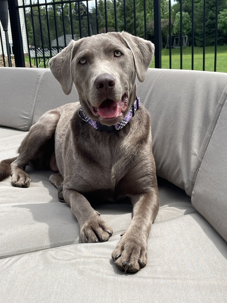 Remi