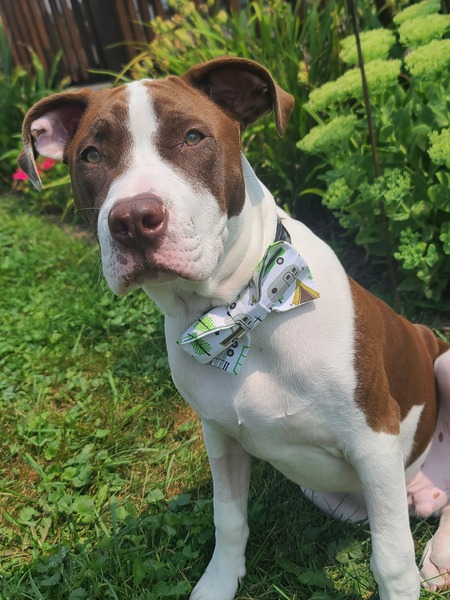 Tonka