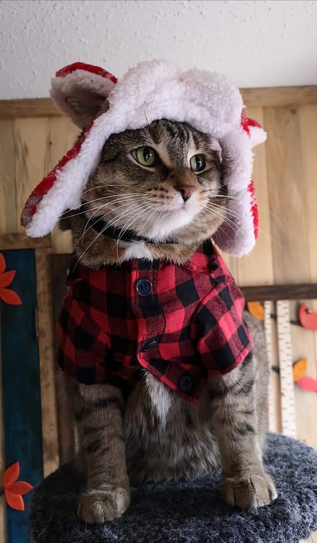 Eddie,  Wasaga Beach's Bow Tie Cat